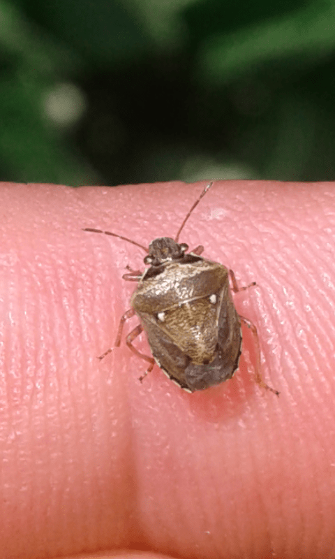 Pentatomidae : Eysarcoris ... ventralis